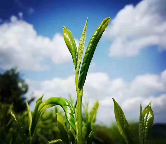 绿茶王子太平猴魁