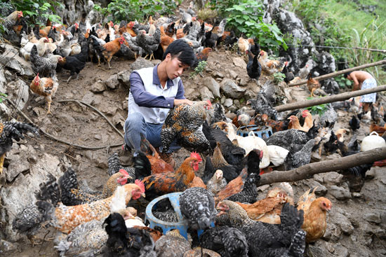 28岁的村支书和他的脱贫"鸡业"